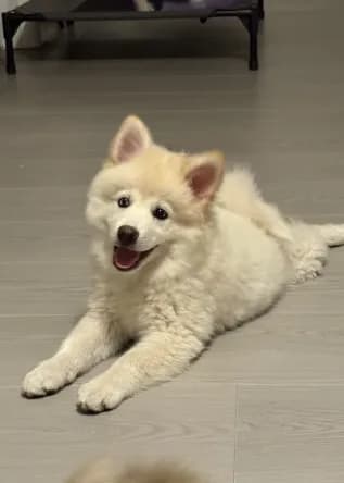 Pomsky Puppy