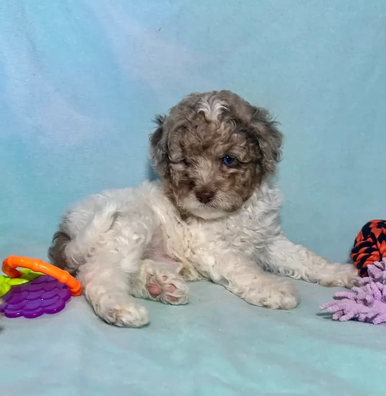 Mini Red Merle Parti F2B