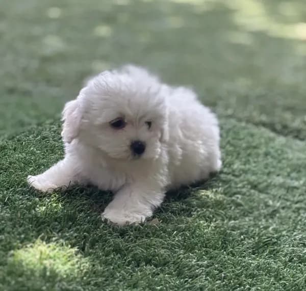 Toby