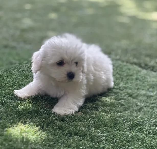 Toby