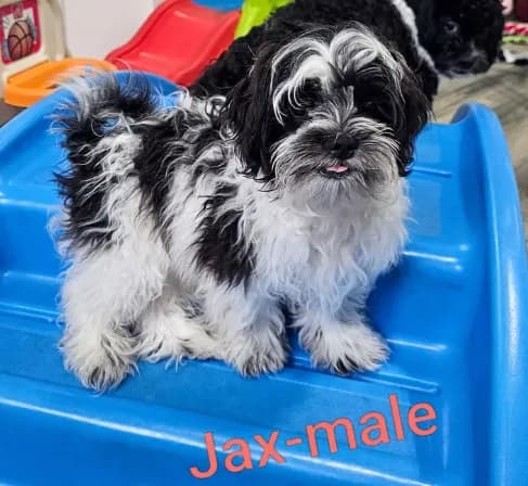 Jax