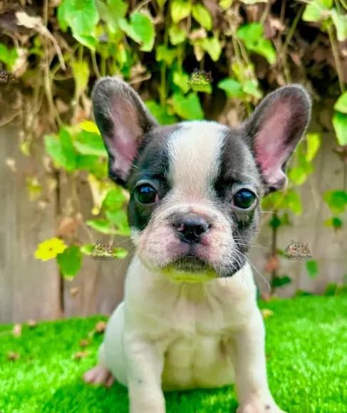 Hailey (French Bulldog)