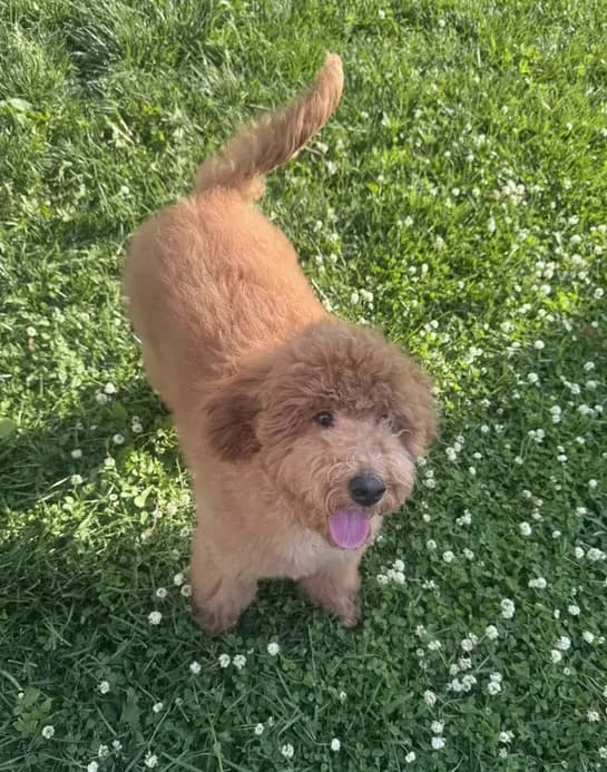 Canela