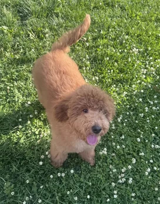 Canela
