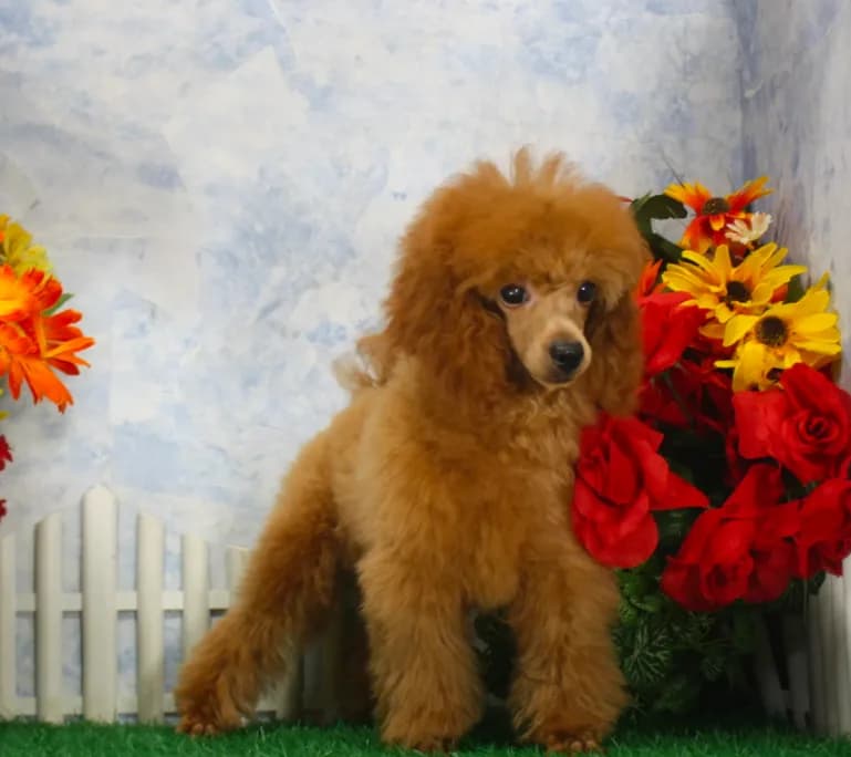 Bingo, AKC Champion Sired