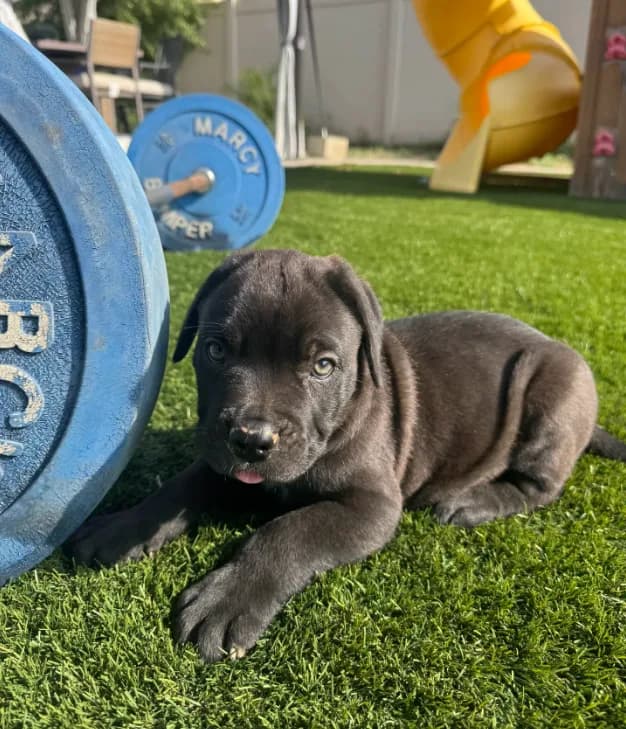Tank