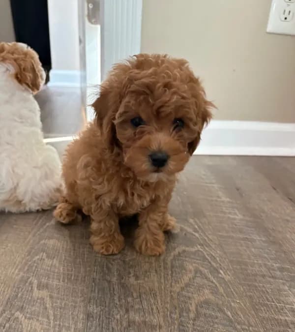Bella