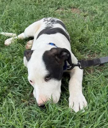 Holstein - Male blue collar