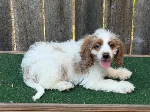 Sam