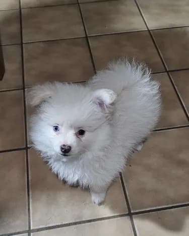 Snowball