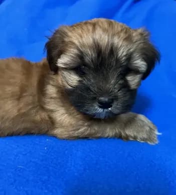 PuppyB