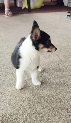 Colt