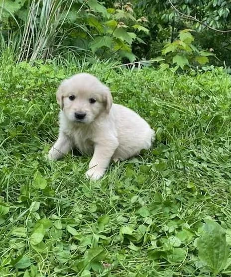 Lady’s AKC Boy
