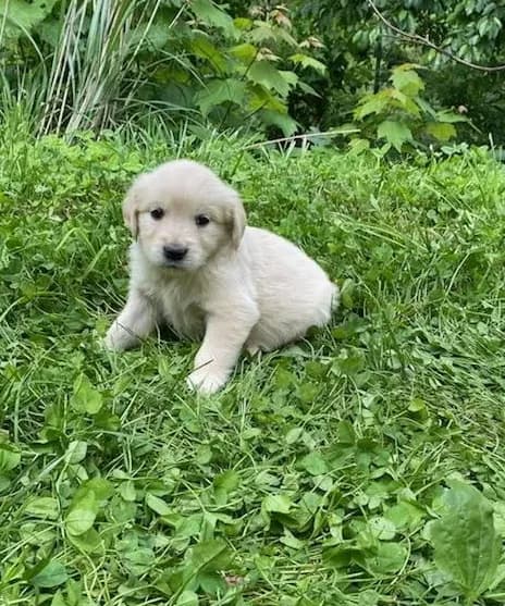 Lady’s AKC Boy