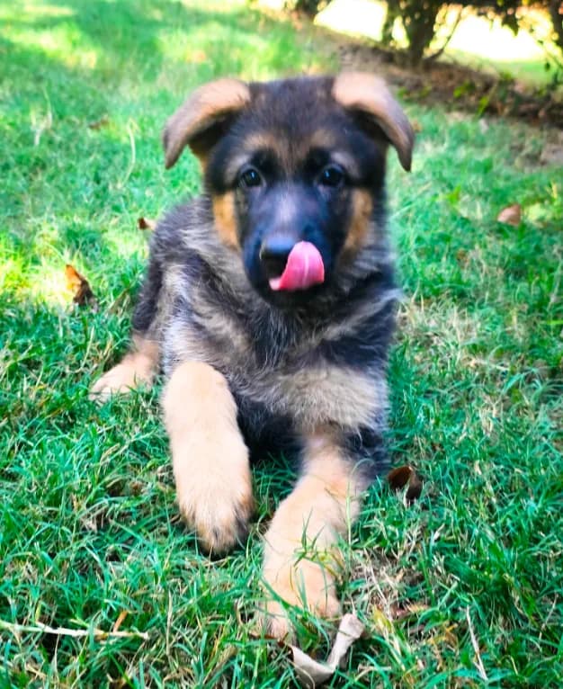 Luna