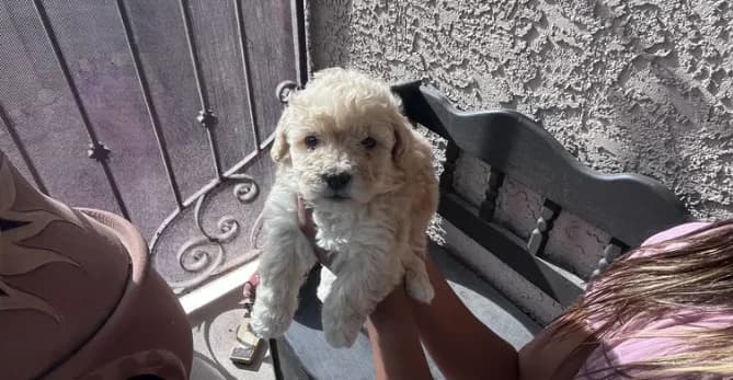 Male Maltipoo