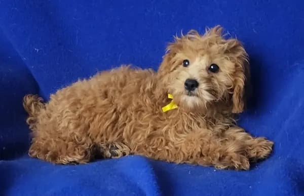 Rosie