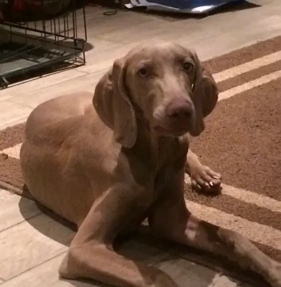 AKC April