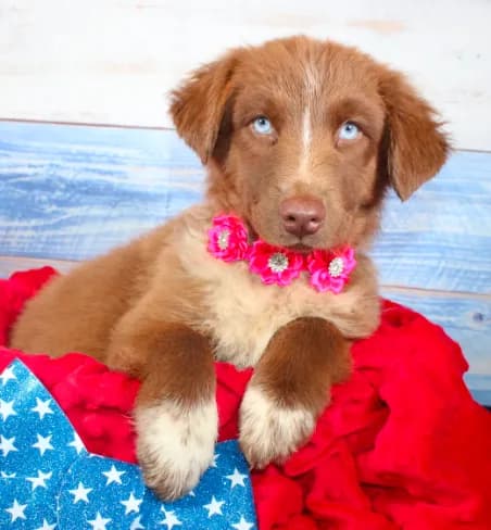 Oakley AKC Red Tri Female Puppy Pre-K Grad