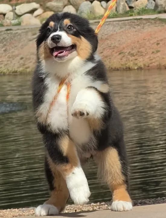 Briar