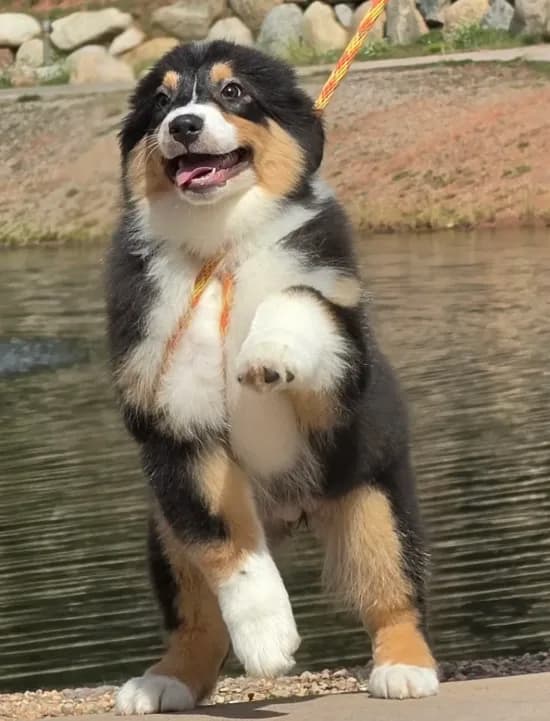 Briar