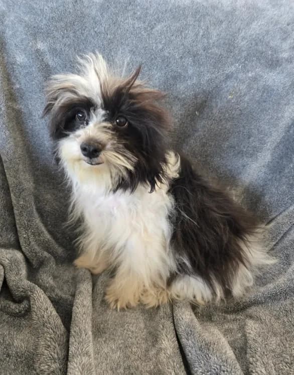 AKC Black & White Female,