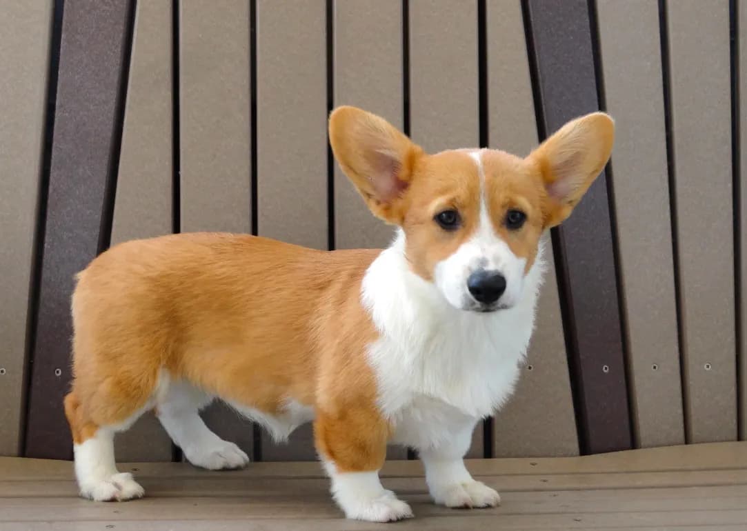 Jackie