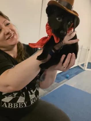 Purebred Champion Black Lab Puppy