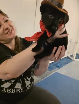 Purebred Champion Black Lab Puppy