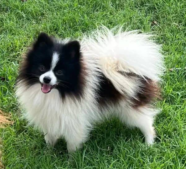 AKC Chuckles
