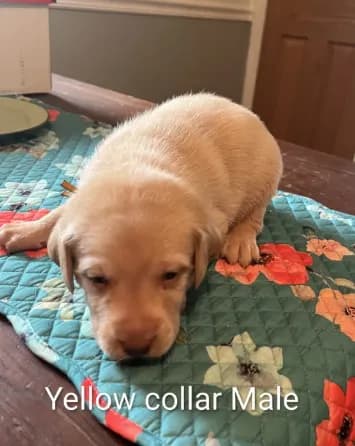 Yellow collar