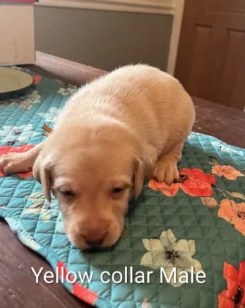 Yellow collar