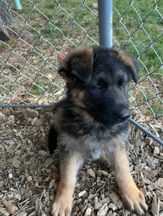 Max