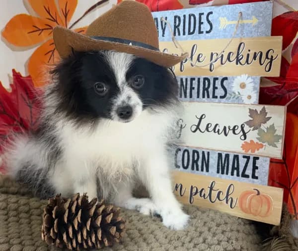 AKC Chase