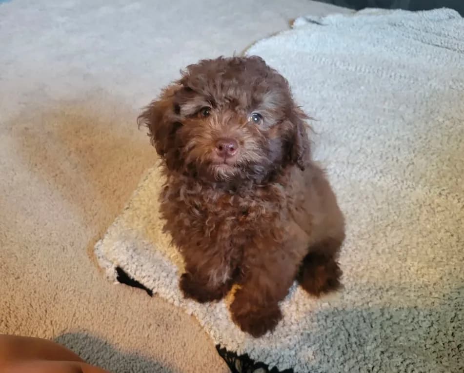 Cocoa