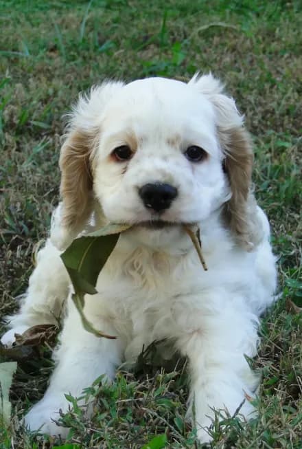 AKC Lacey
