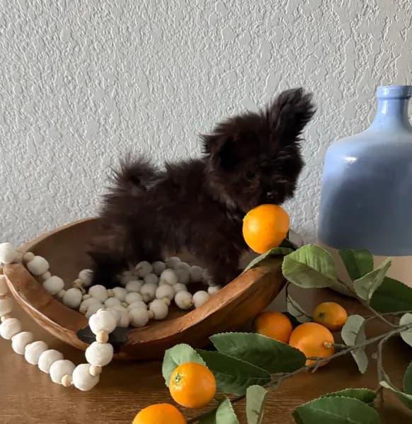 Xs Simba