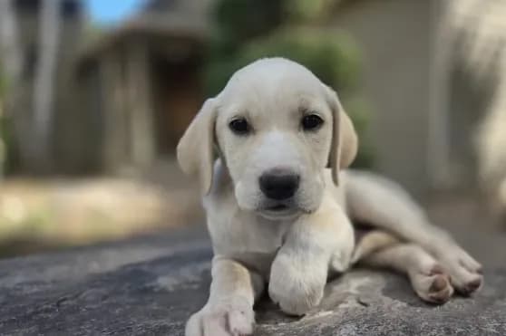 Bo