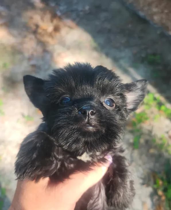 Pepper
