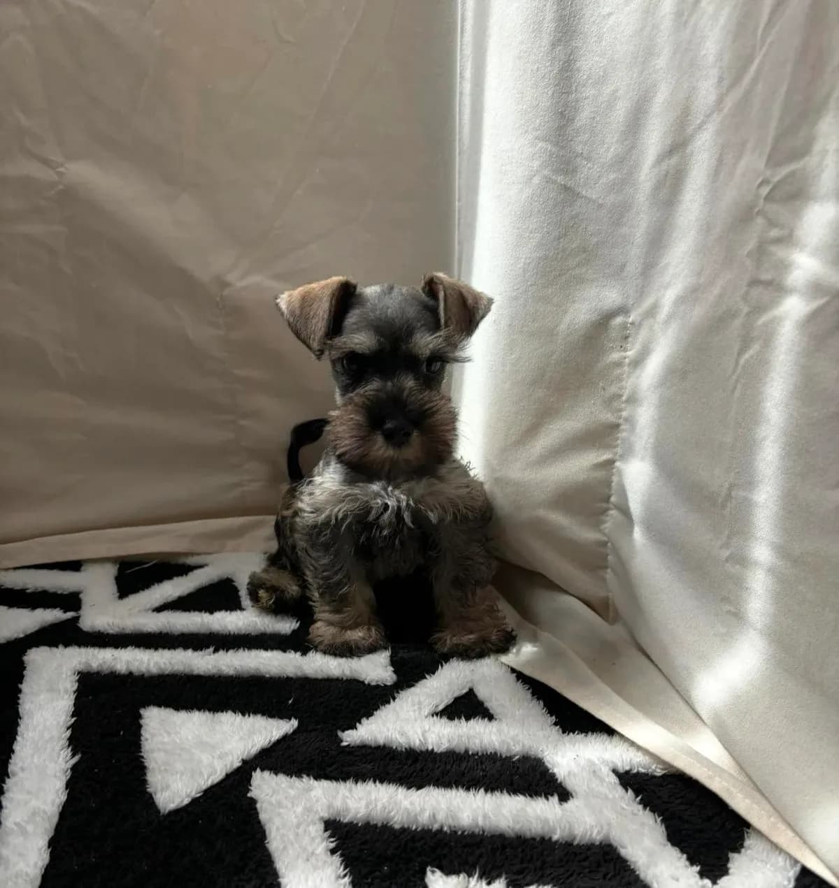 Bella