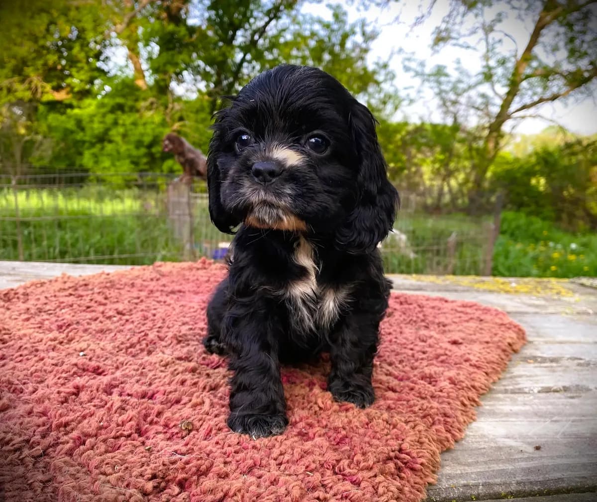 Black Male