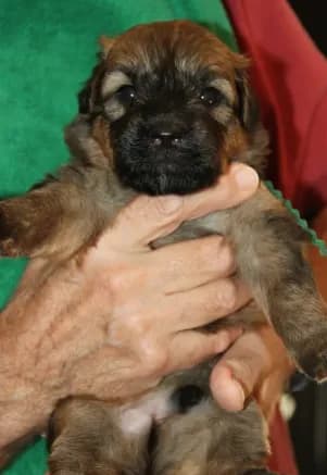 BRUISER