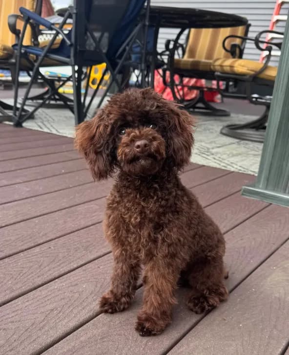 Chocolate boy