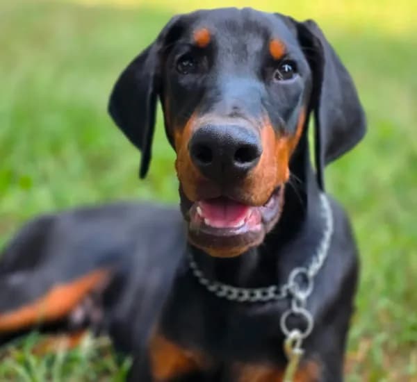 Malcolm - AKC, Health tested lines