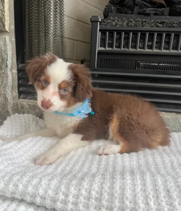 Red Tri M Toy Aussie