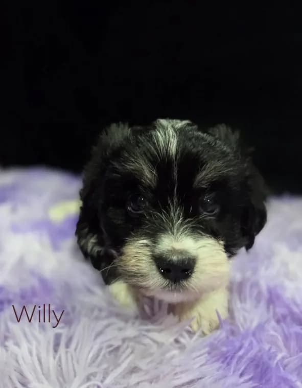 Willy