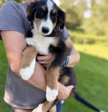 Green Boy Ultra Bernedoodle 💚
