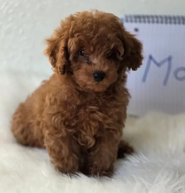 Max