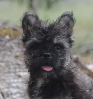 Black and tan boy "tater"