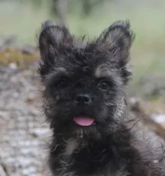 Black and tan boy "tater"